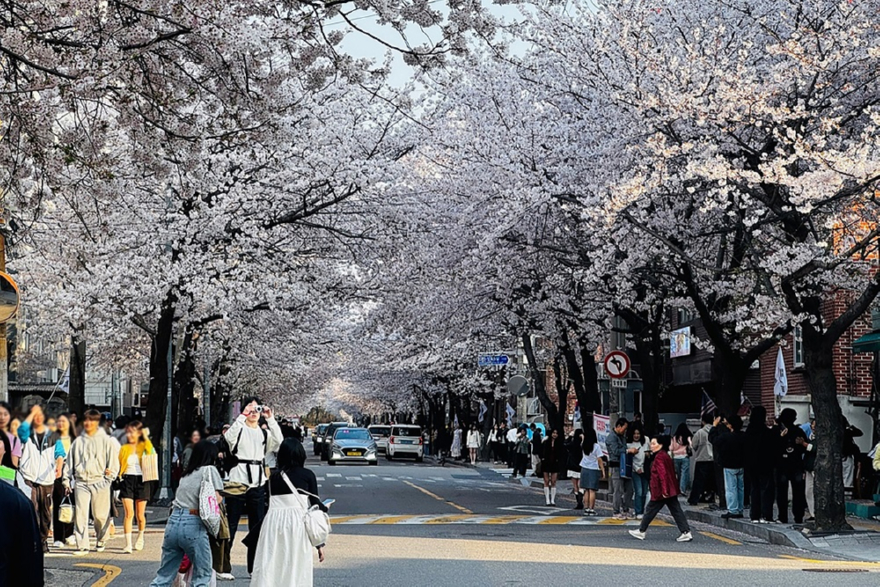 지난해 벚꽃이 만발한 마포구 토정로 일대.jpg