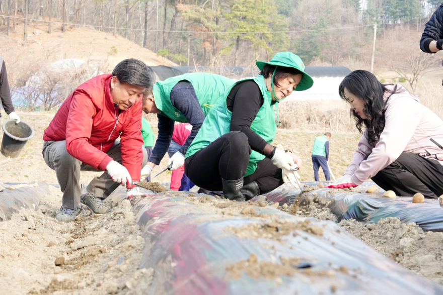 광주시 송정동 새마을회, 취약계층 지원을 위한 ‘사랑의 감자 심기’ 진행.jpg