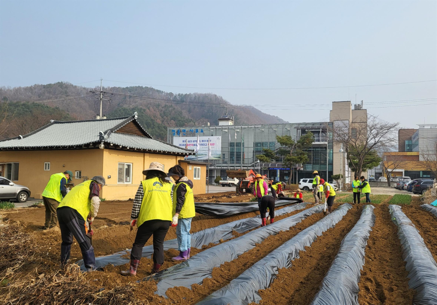 09-2 청운면 지역사회보장협의체 사랑의 텃밭 가꾸기.jpg