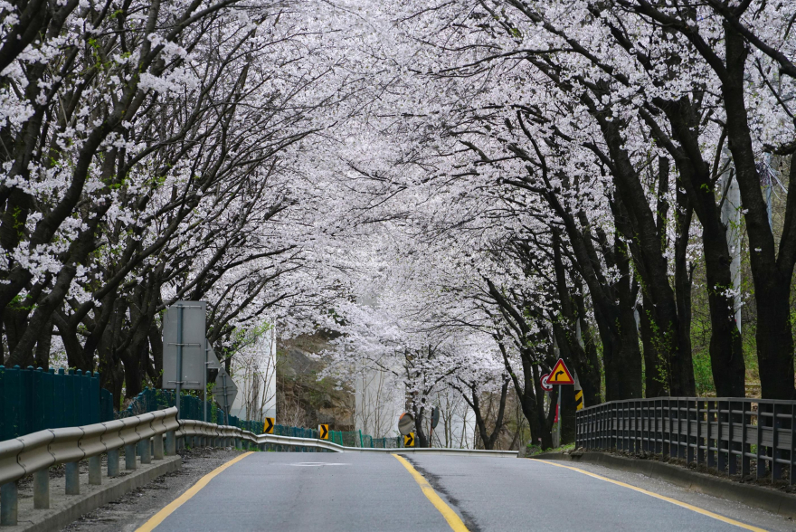벚꽃 구경 멀리 갈 이유 없다, 광주에 다 있으니까(광주시 벚꽃) (2).jpg
