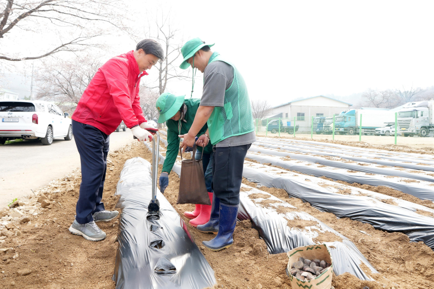 광주시 오포2동, 공동체 텃밭서 ‘사랑의 감자 심기’ 추진 (1).jpg