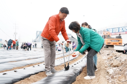 광주시 능평동 새마을지도자협의회·부녀회, 취약계층 위한 감자 심기 실시