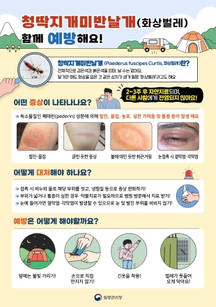 양평군, 닿기만 해도 화끈거리는 ‘화상벌레’ 주의 당부